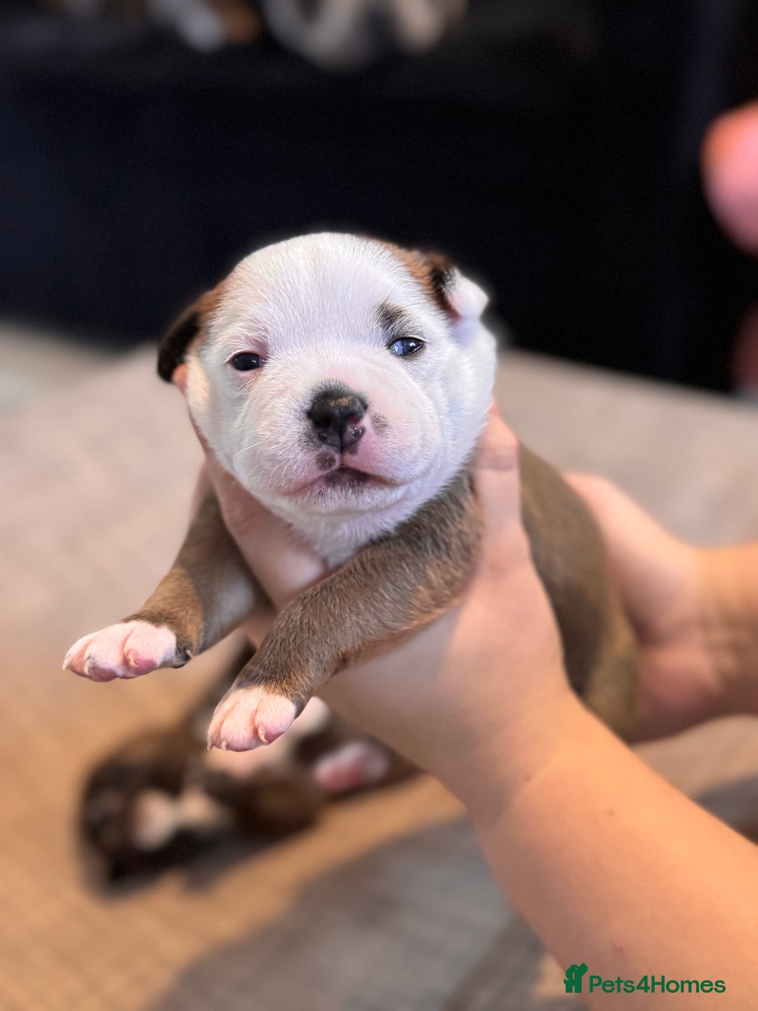 Staffordshire Bull Terrier dogs for sale: KC Staffordshire Bull Terrier - Image 37