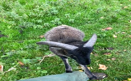 Sheep livestock for sale: This year's Soay whether lambs - Image 12
