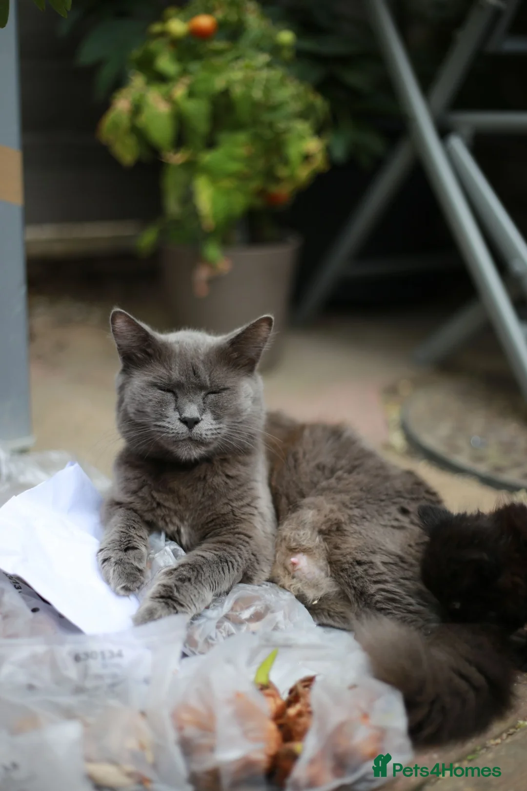 Mixed Breed cats for sale: Fluffy Adorable Kittens - Advert 15