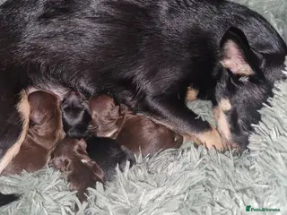 Jack Chi dogs JACK CHI PUPPIES - Advert 3