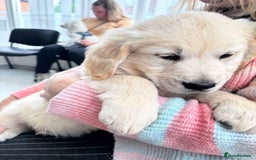 Golden Retriever dogs for sale: Champion line KC reg Golden Retriever pups - Image 6