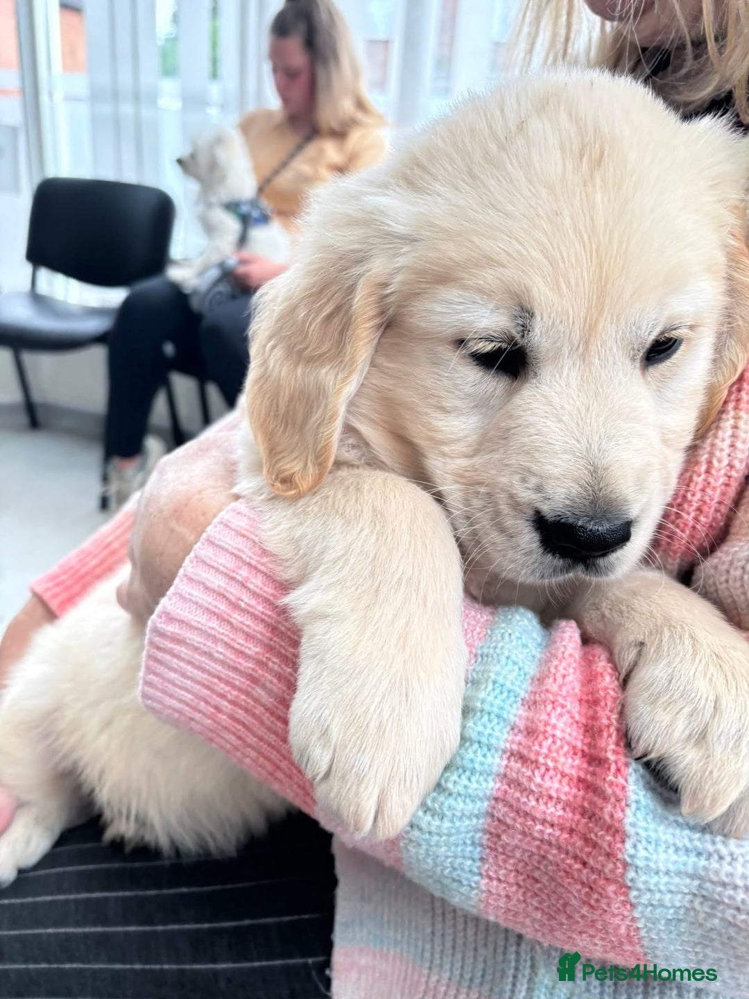Golden Retriever dogs for sale: Champion line KC reg Golden Retriever pups - Image 6