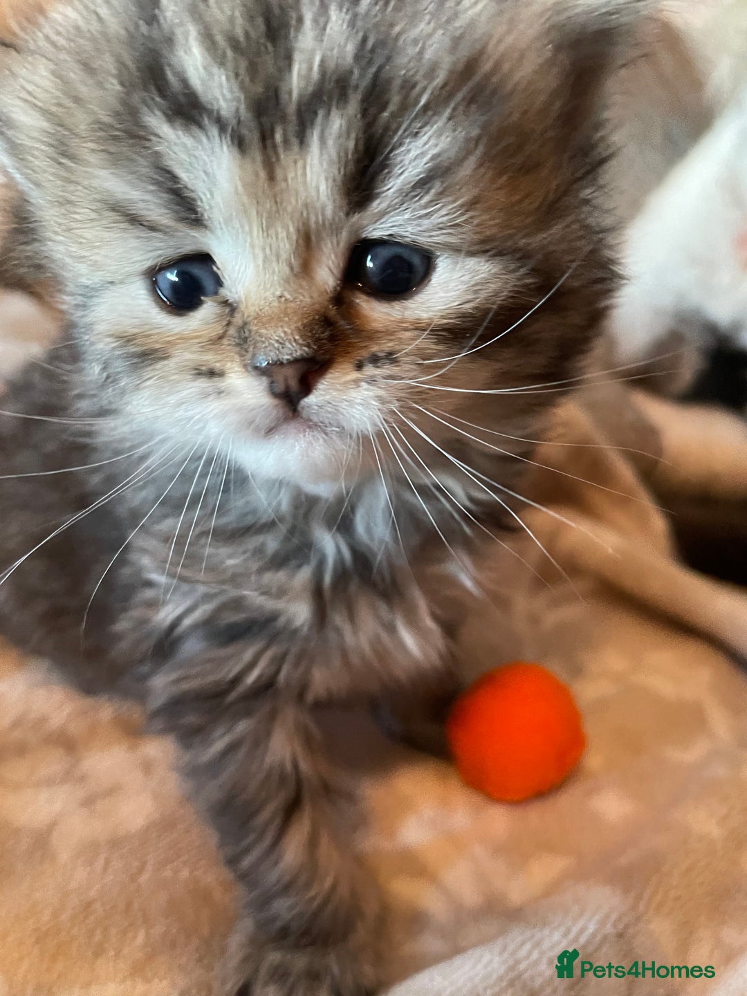 Siberian cats for sale: Ragdoll x Siberian  - Advert 7