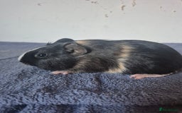 Guinea Pig rodents for sale: Pretty sows for sale x - Image 3