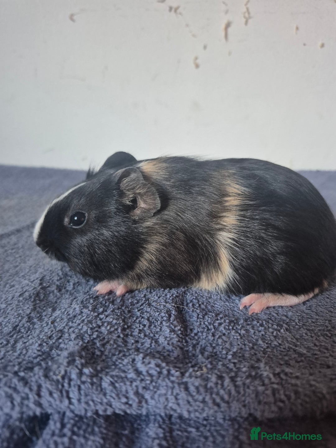 Guinea Pig rodents for sale: Pretty sows for sale x - Image 3
