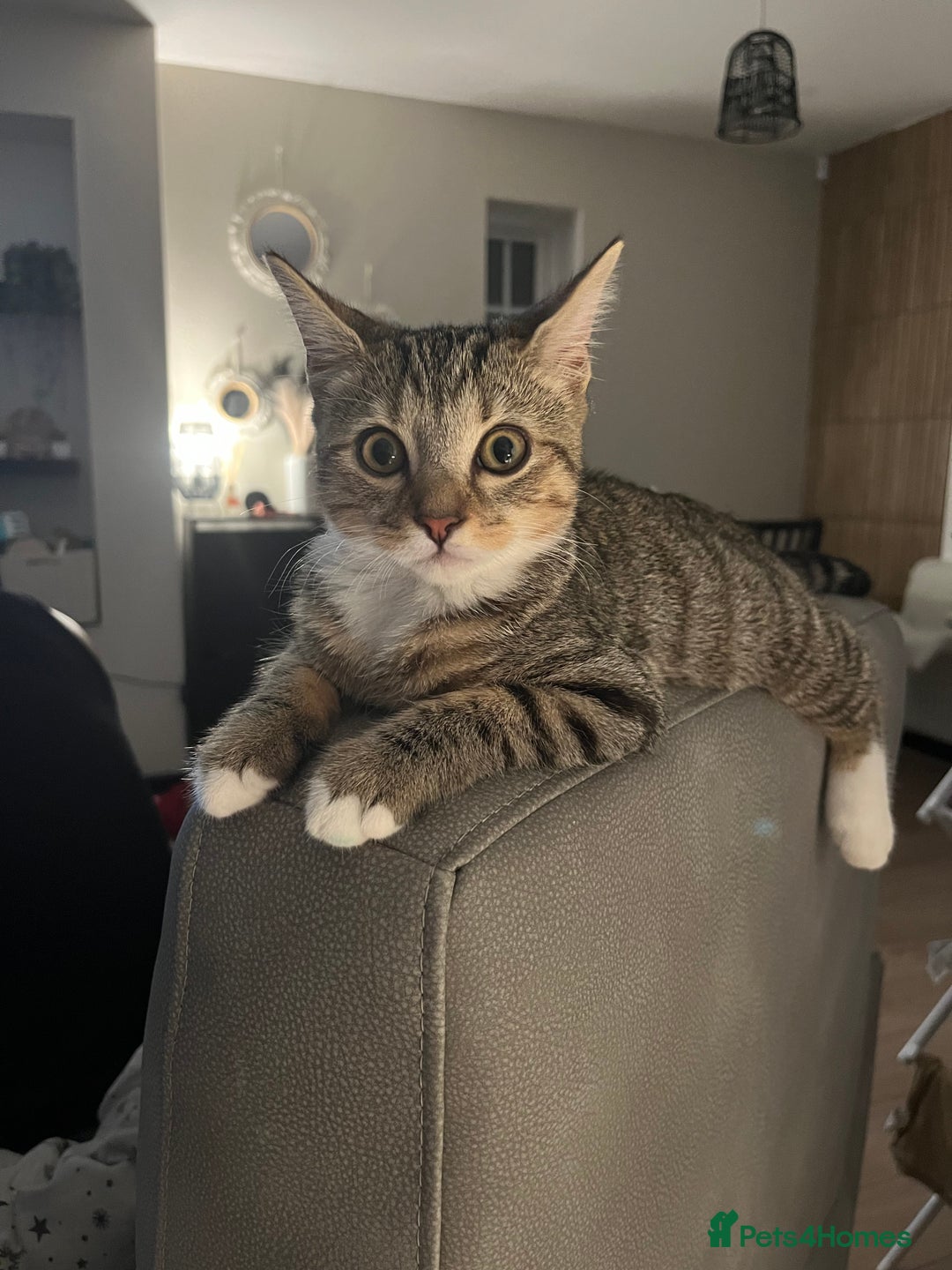 Mixed Breed cats for sale: Hazel,  ** ! - Advert 4