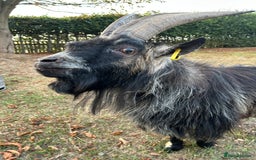 Goats livestock for sale: Beautiful Pygmy goats for sale £100-£200 - Image 6