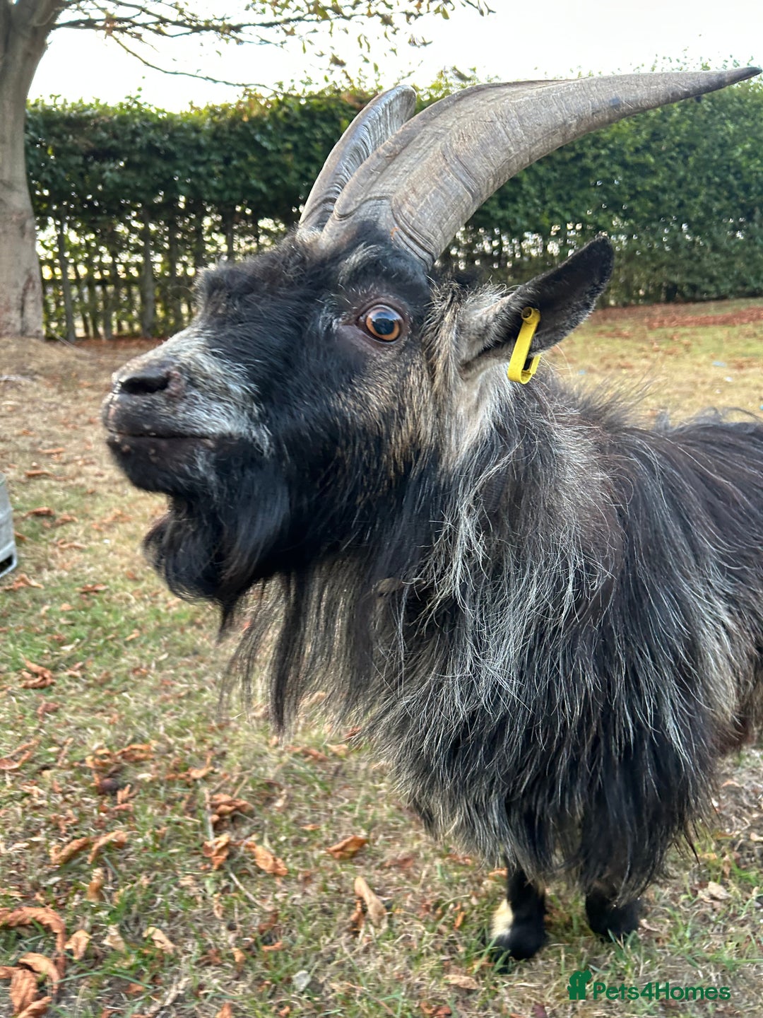 Goats livestock for sale: Beautiful Pygmy goats for sale £100-£200 - Image 6