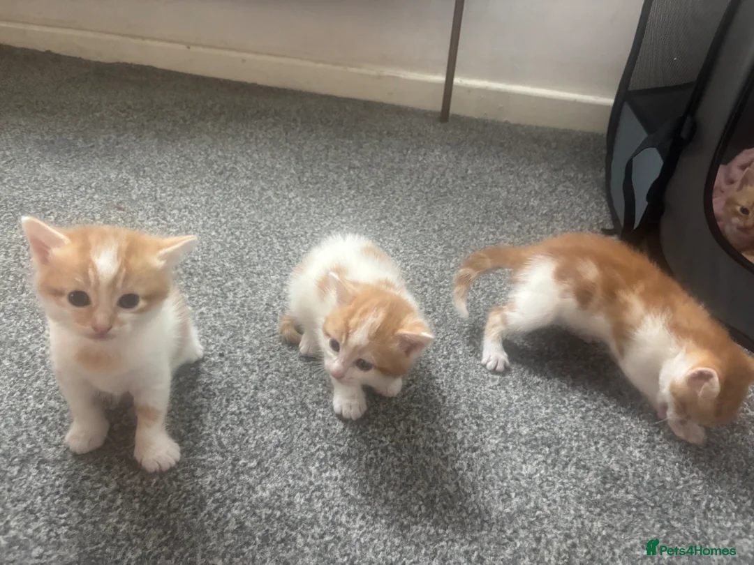 Mixed Breed cats for sale: gorgeous litter of kittens in Coventry - Advert 6