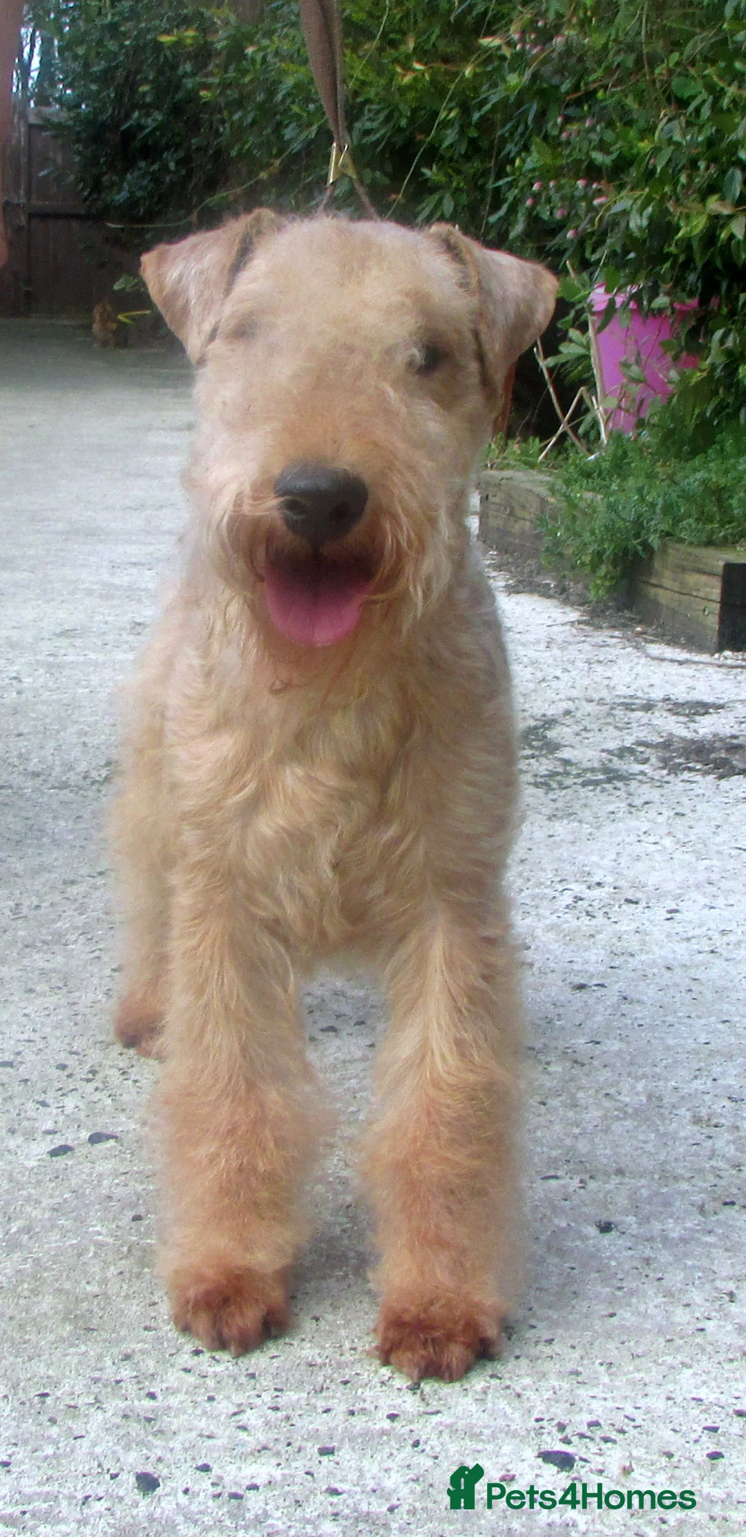 Lakeland Terrier dogs for sale: Lakeland terrier (Kennel club show type) - Advert 2