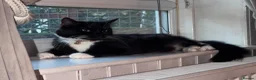 Persian cats for sale: 🤎Persian,Maincoon🤎 - Advert 10