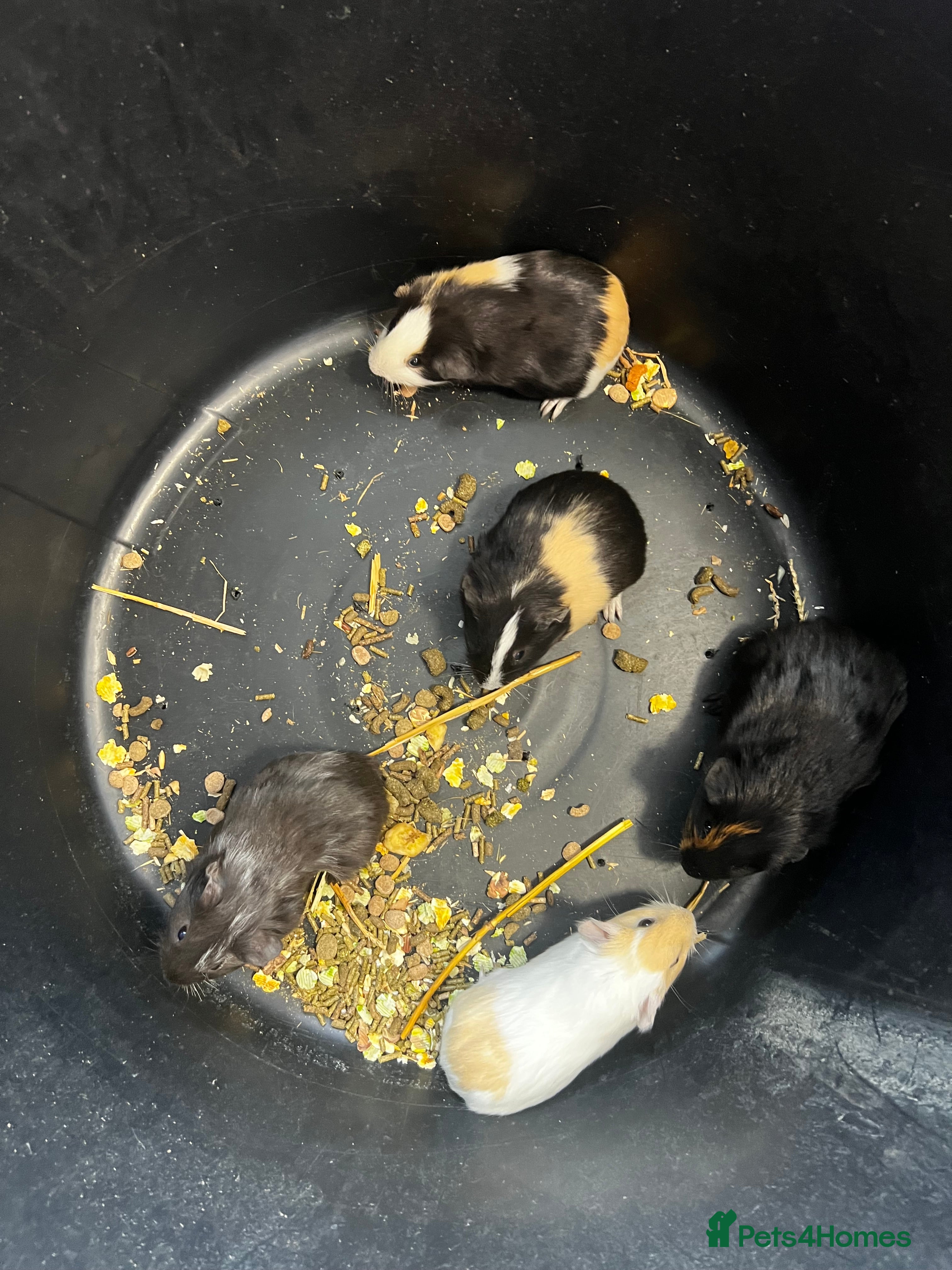 Guinea Pig rodents Baby Guinea pigs  - Advert 6