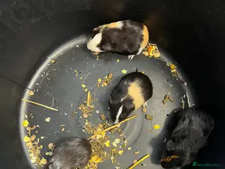 Guinea Pig rodents Baby Guinea pigs - Advert 6