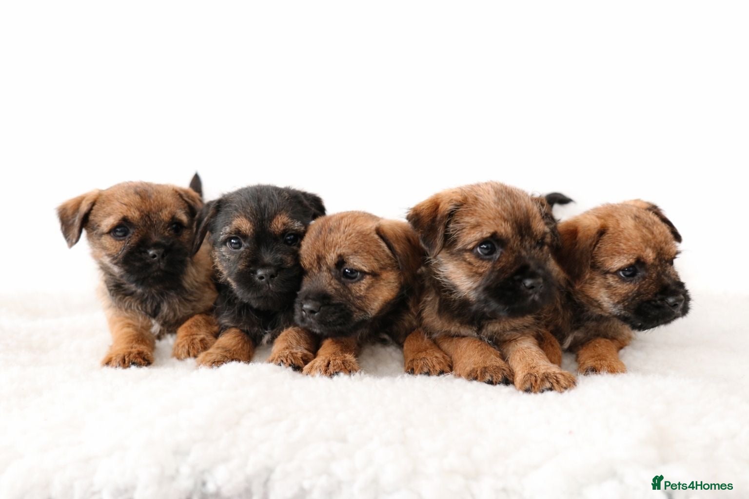 Border Terrier dogs Border terrier puppies - Advert 1