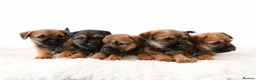 Border Terrier dogs for sale: Border terrier puppies - Advert 1