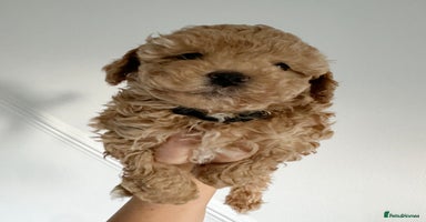 Maltipoo dogs Stunning Maltipoo puppies - Advert 4