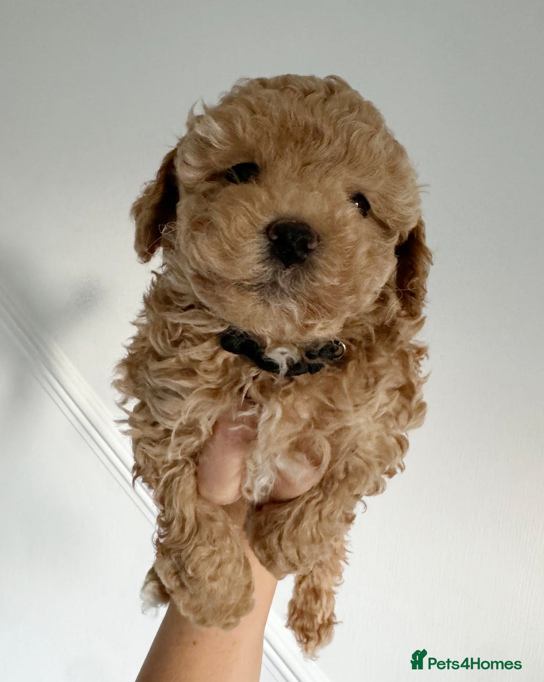 Maltipoo dogs for sale: Stunning Maltipoo puppies - Advert 3