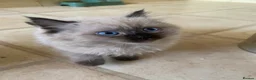 Ragdoll cats for sale: Ragdoll kittens  - Advert 19