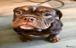 English Bulldog dogs for sale: Biscuit the minibull - Image 7