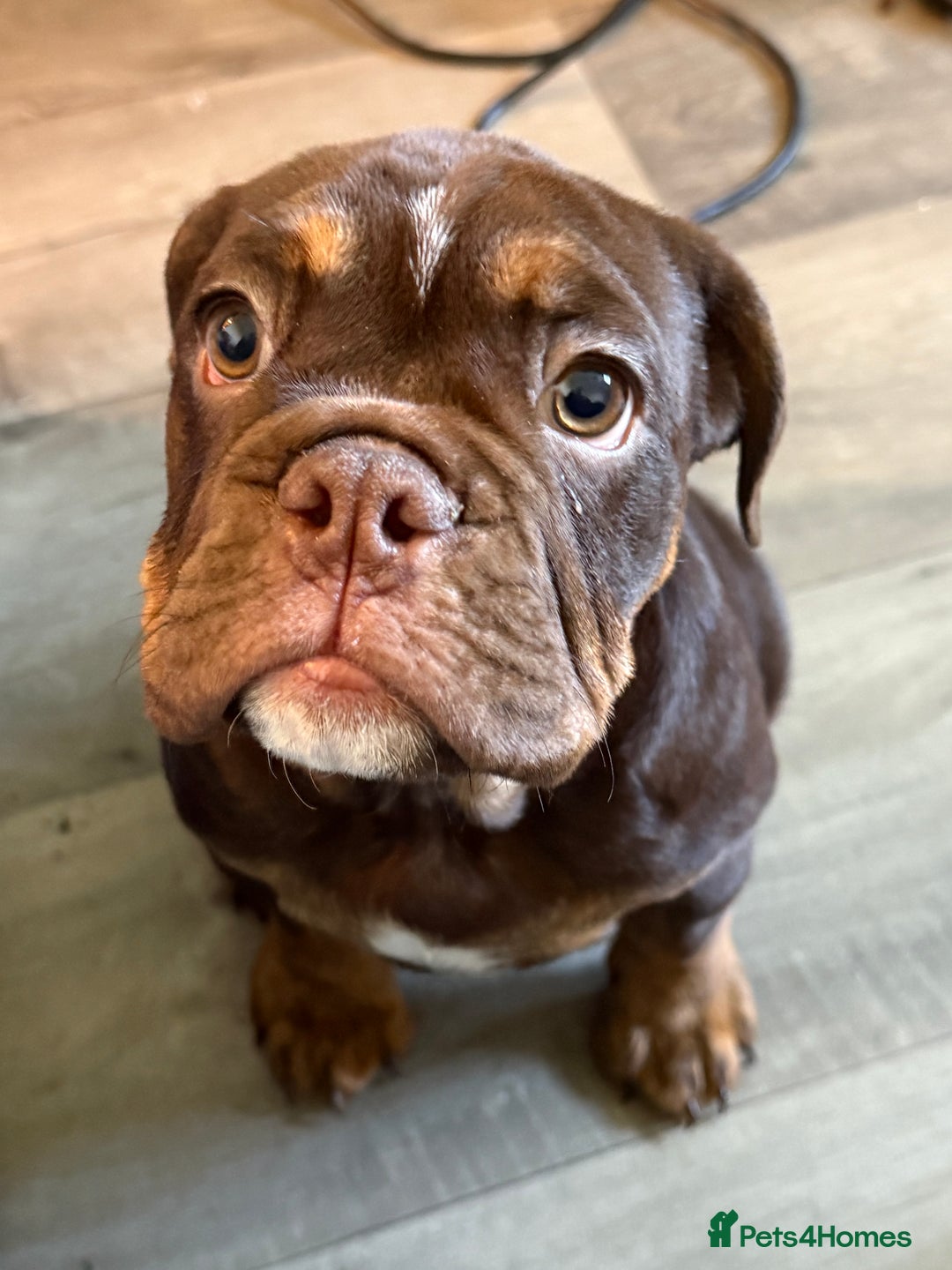 English Bulldog dogs for sale: Biscuit the minibull - Image 7