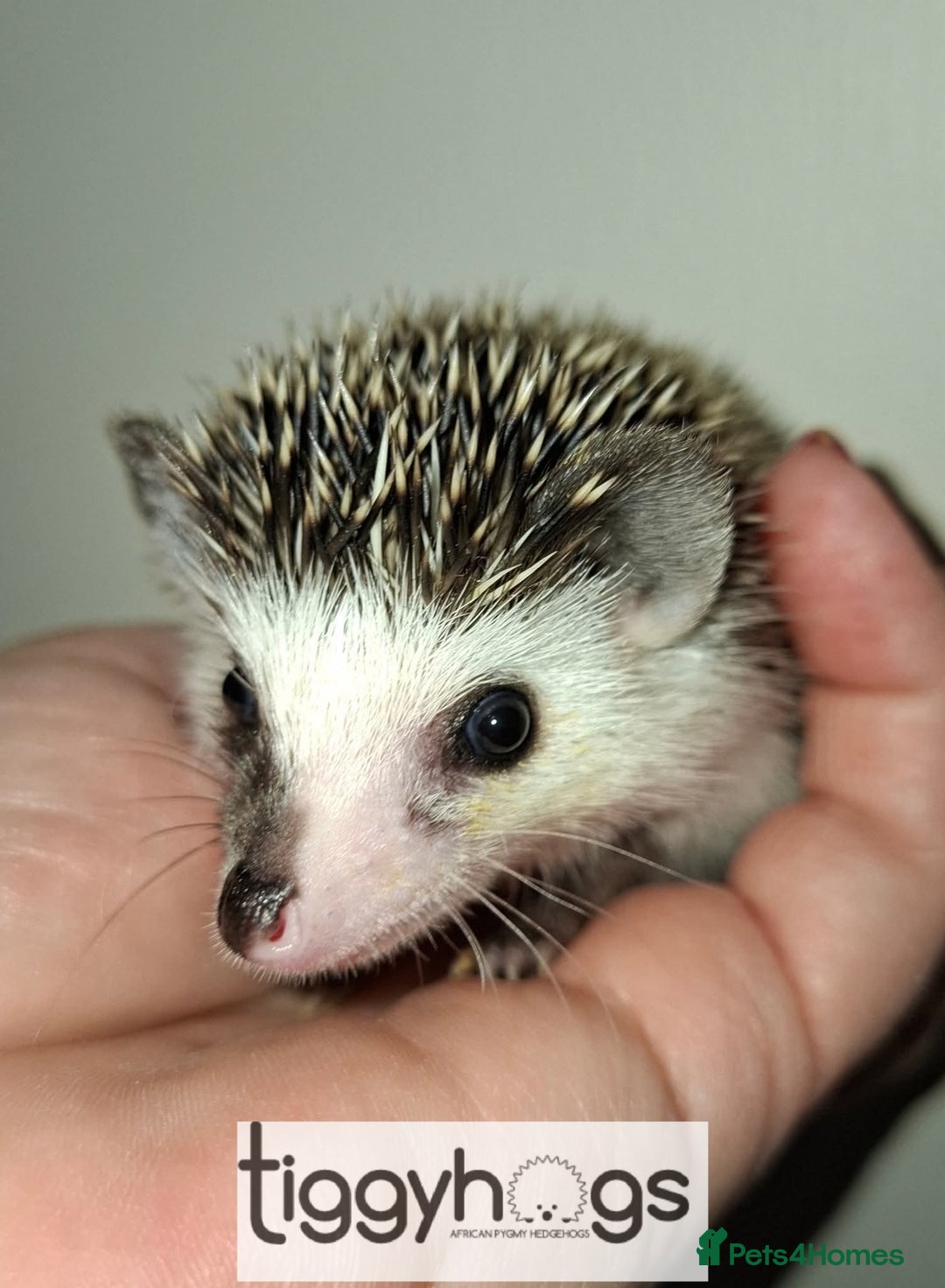 Pygmy Hedgehog rodents for sale: Hoglets available  - Image 4