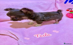 Chihuahua dogs for sale: 🔥 Adorable long-haired Chihuahua puppies for sale - Image 10