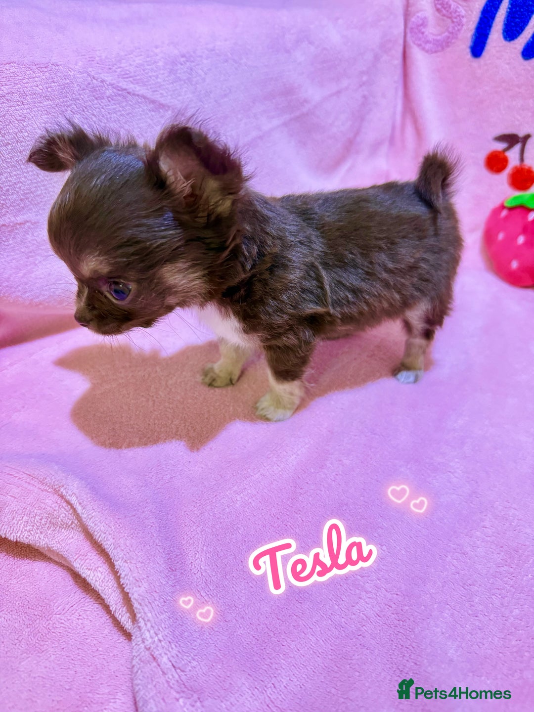 Chihuahua dogs for sale: 🔥 Adorable long-haired Chihuahua puppies for sale - Image 10