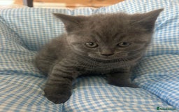 British Shorthair cats for sale: Beautiful cuddly, British short hair kittens  - Image 10