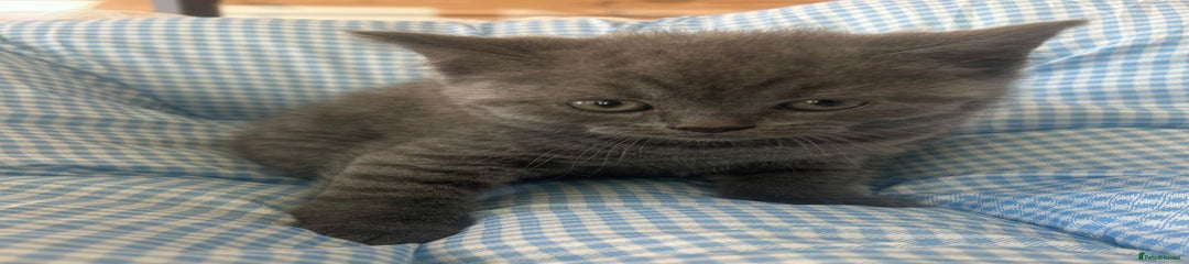 British Shorthair Kitten 4