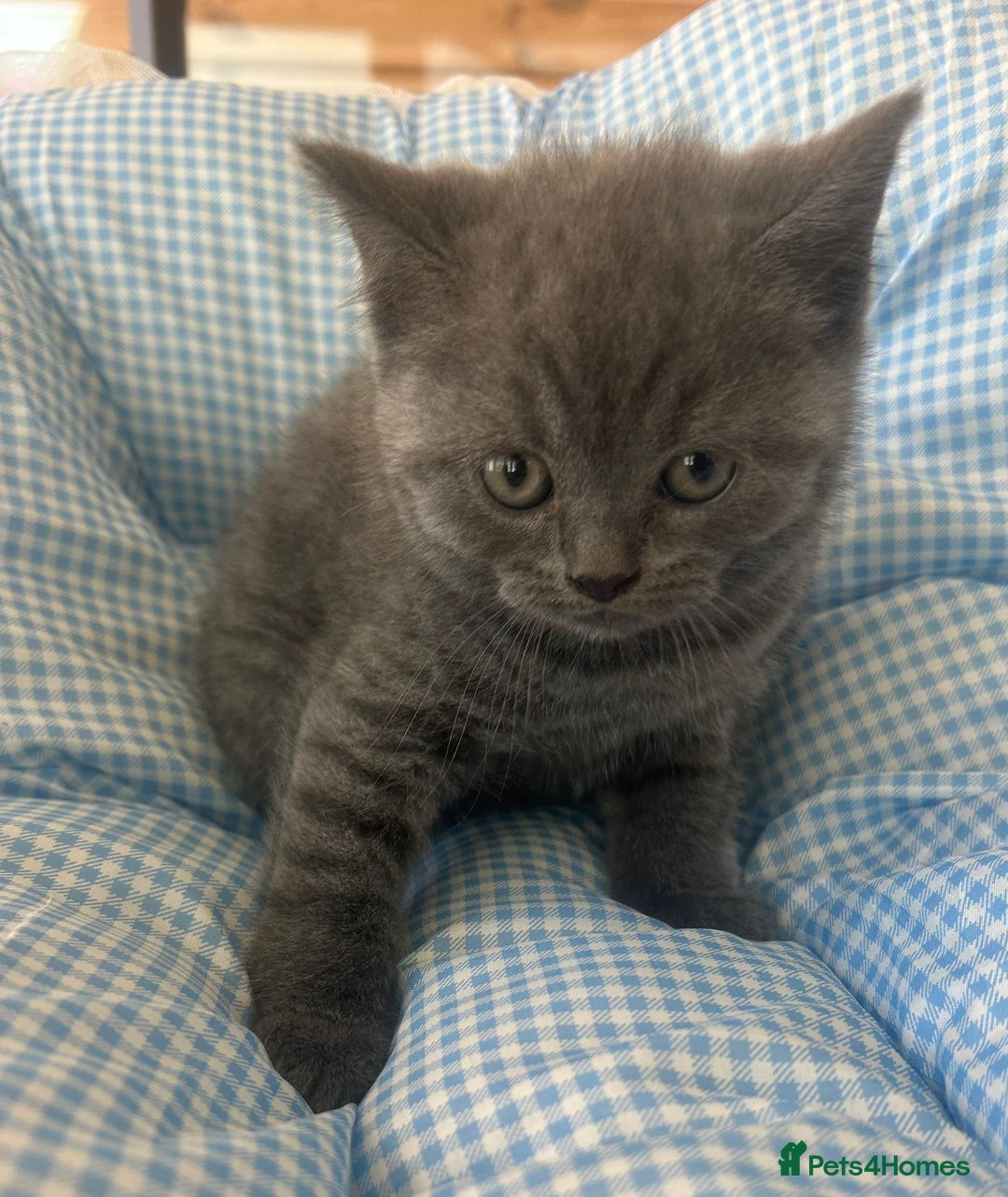 British Shorthair cats for sale: Beautiful cuddly, British short hair kittens  - Image 10