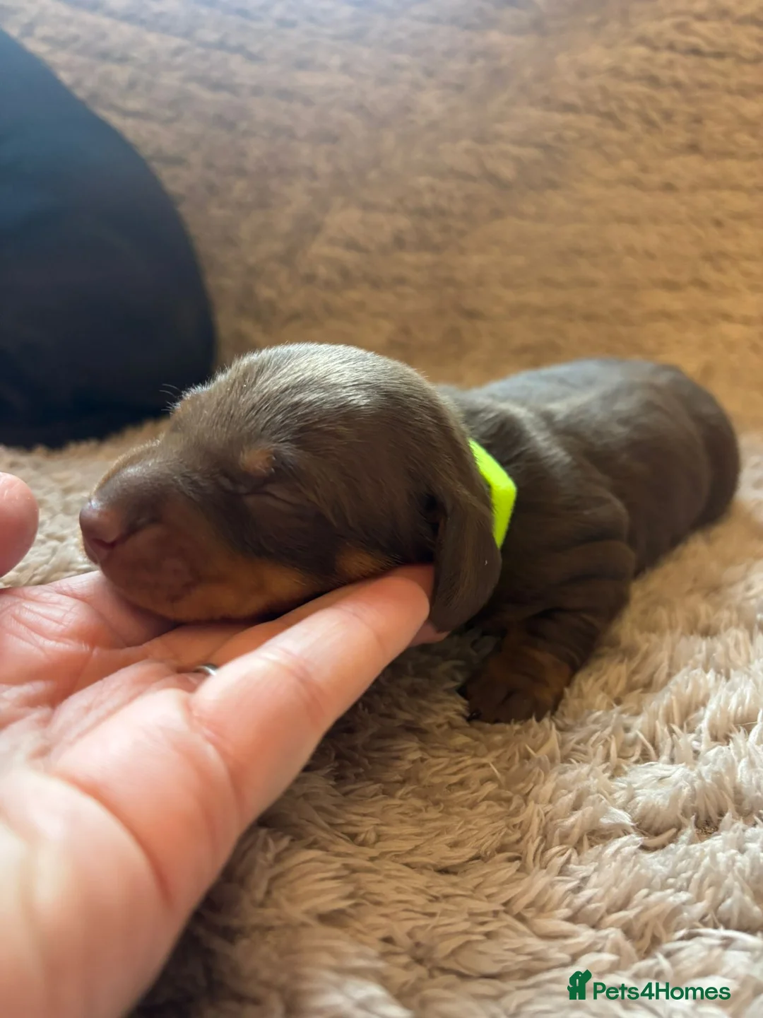 Dachshund dogs for sale: Miniature dachshund - Advert 11