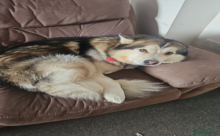 Alaskan Malamute dogs - Advert 11