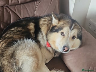 Alaskan Malamute dogs - Advert 11