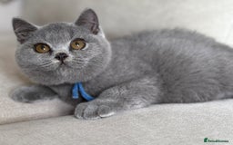 British Shorthair cats for sale: Beautiful kittens  - Image 29