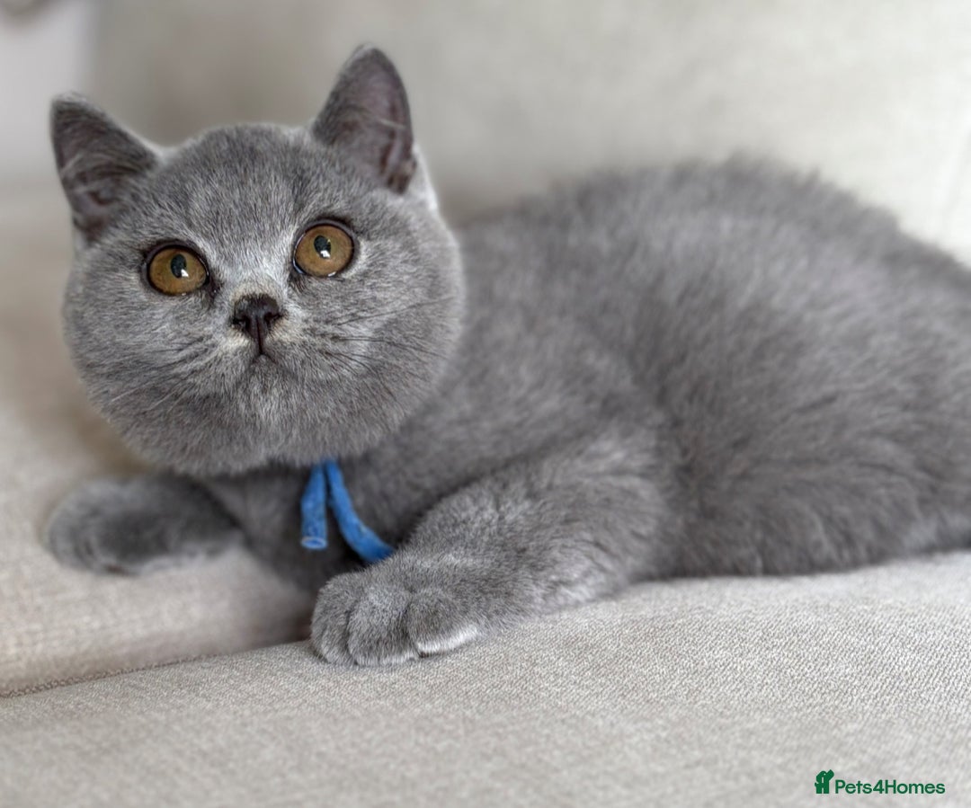 British Shorthair cats for sale: Beautiful kittens  - Image 29