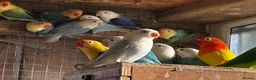 Lovebirds birds for sale: Beautiful baby lovebirds and adult lovebirds  - Advert 2