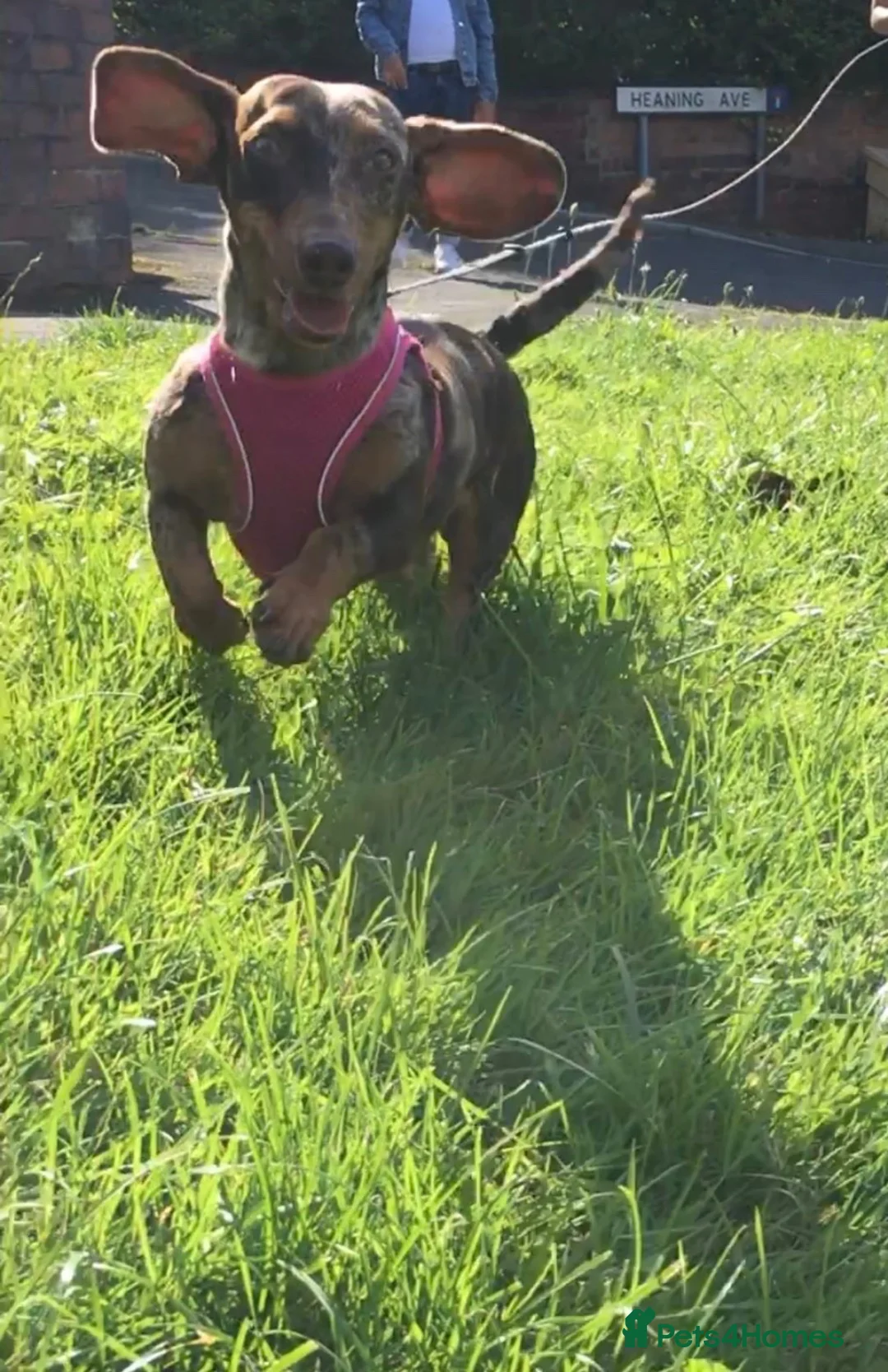 Miniature Dachshund dogs for sale: Chocolate dapple dachshund🥰 - Advert 2