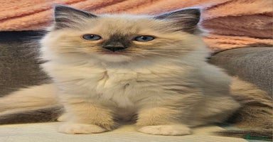 Ragdoll cats - Advert 5