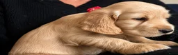 Cocker Spaniel dogs for sale: Last KC Golden Show Cocker Spaniel Boy Puppies - Advert 36