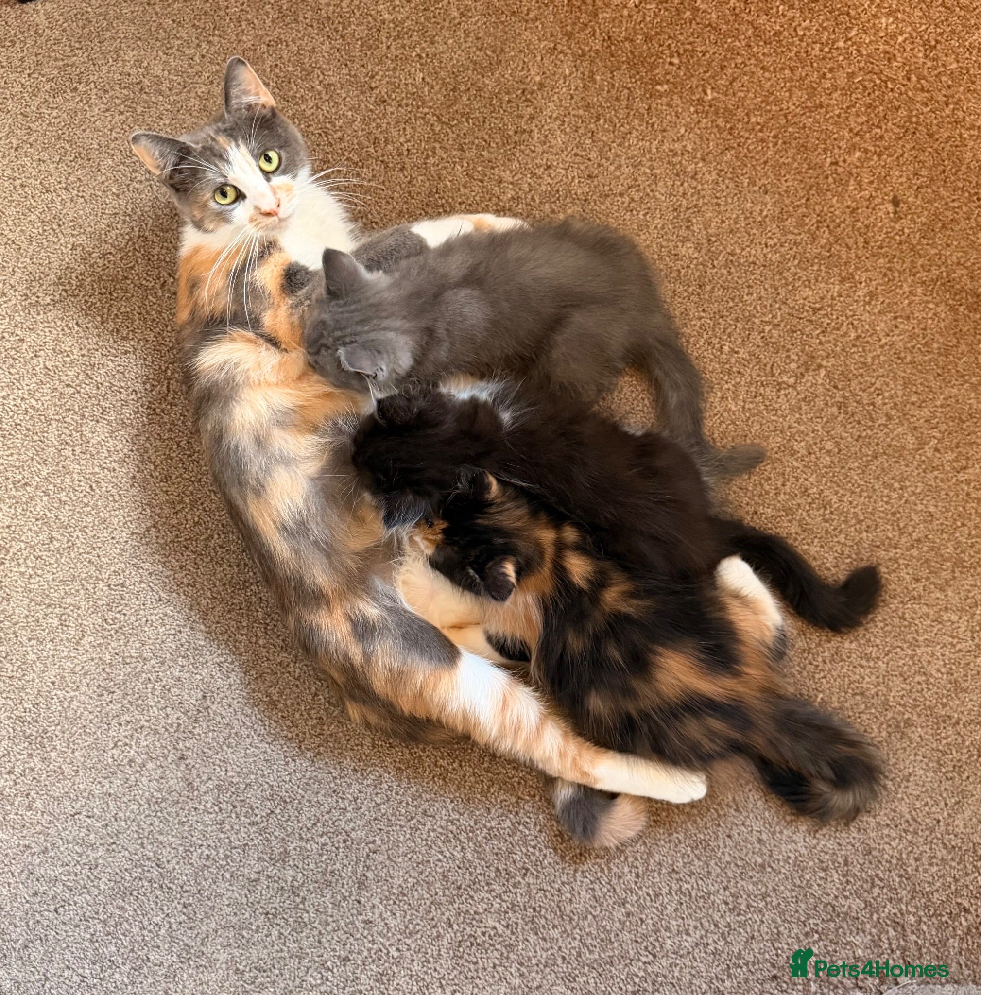 Persian cats Mix Persian Kittens Ready 2 Collect! - Advert 2