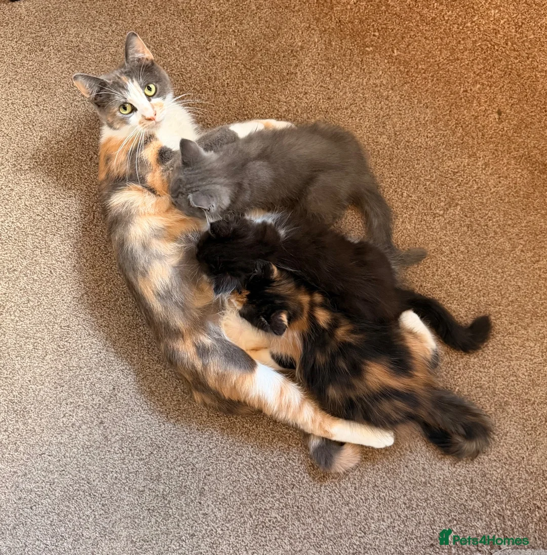 Persian cats for sale: Mix Persian Kittens Ready 2 Collect! - Advert 2