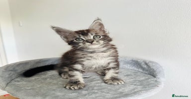 Maine Coon cats - Advert 3