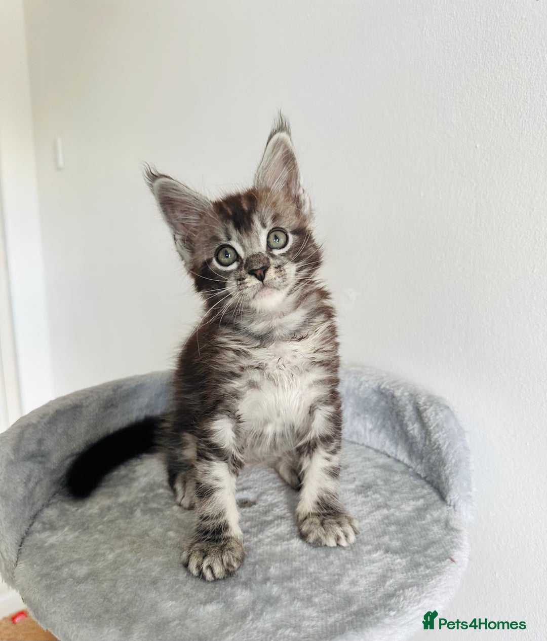 Maine Coon cats for sale: Pedigree maine coon kittens ❤️‍🔥❤️‍🔥❤️‍🔥 - Image 3