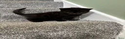 British Shorthair cats for sale: Social, playful BSH kittens  - Advert 15