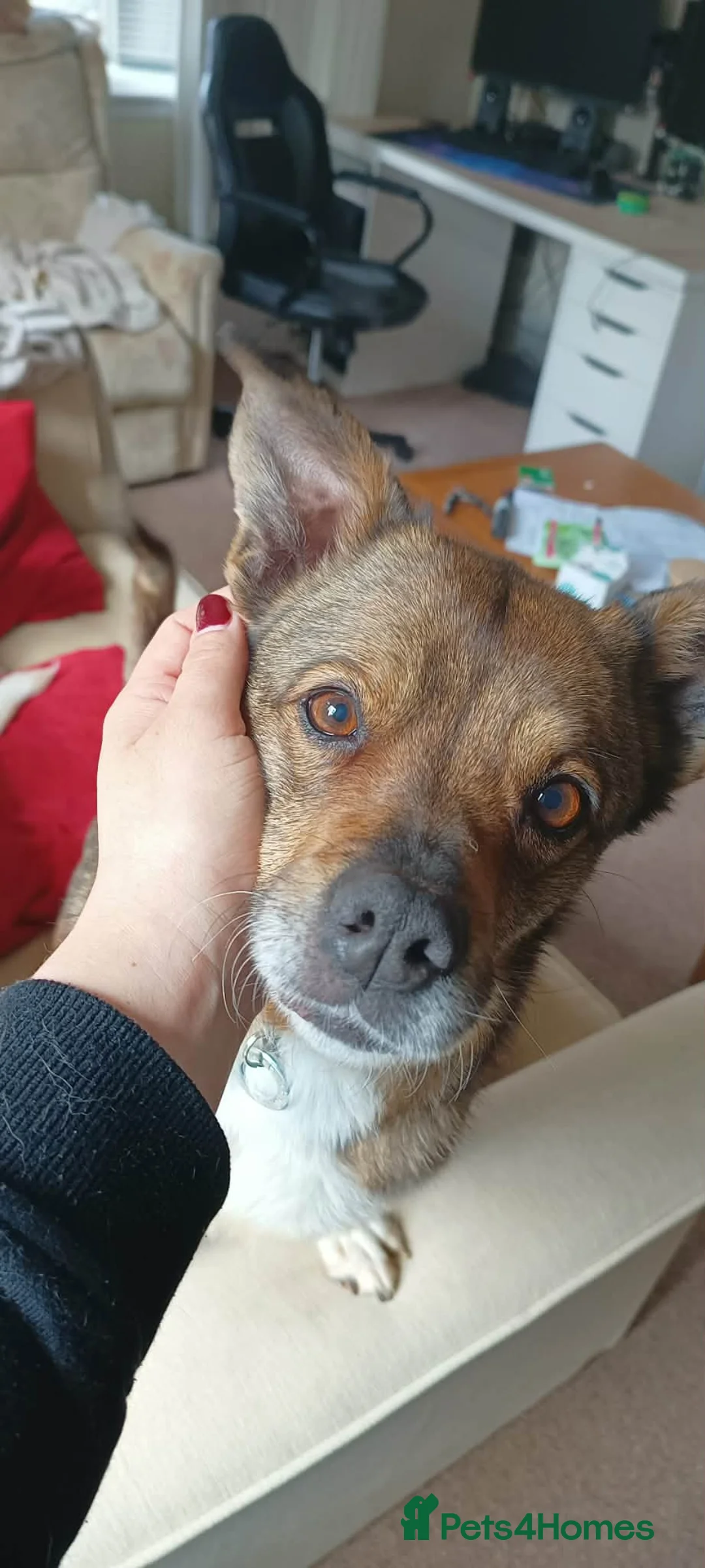 Mixed Breed dogs for adoption: Erica - Norwich Norfolk  - Advert 1