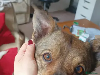 Mixed Breed dogs Erica - Norwich Norfolk - Advert 1