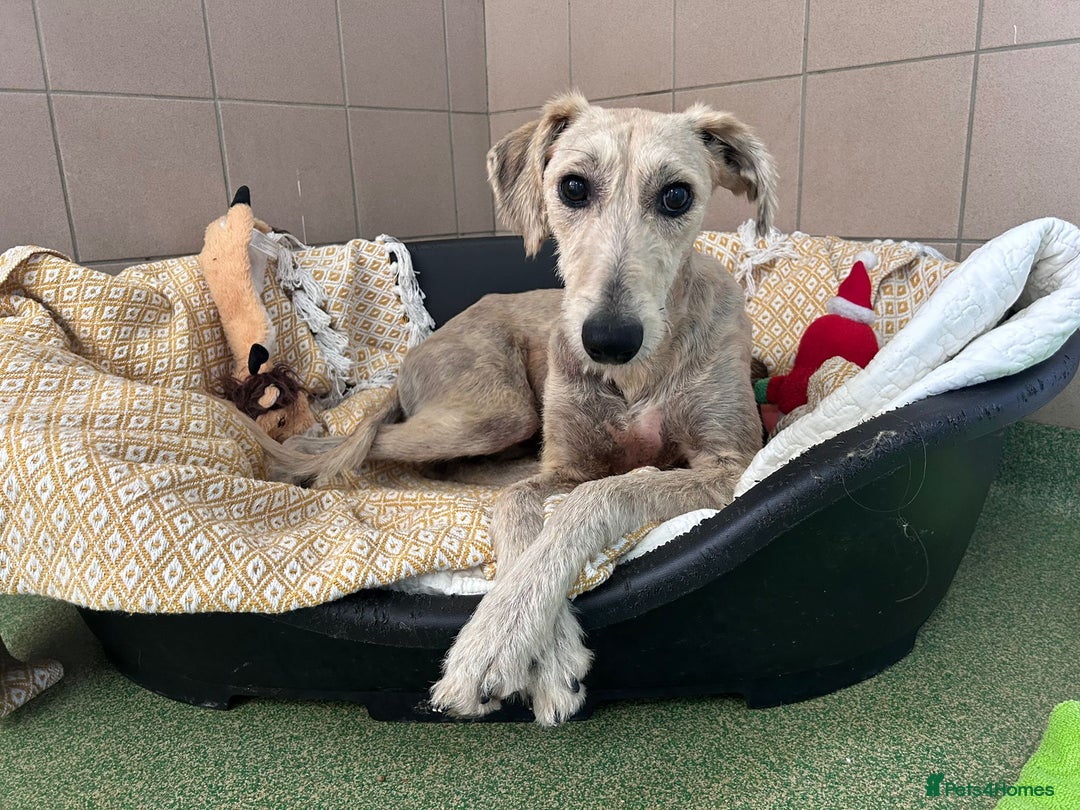 Lurcher dogs for adoption: Schmitt - Image 1