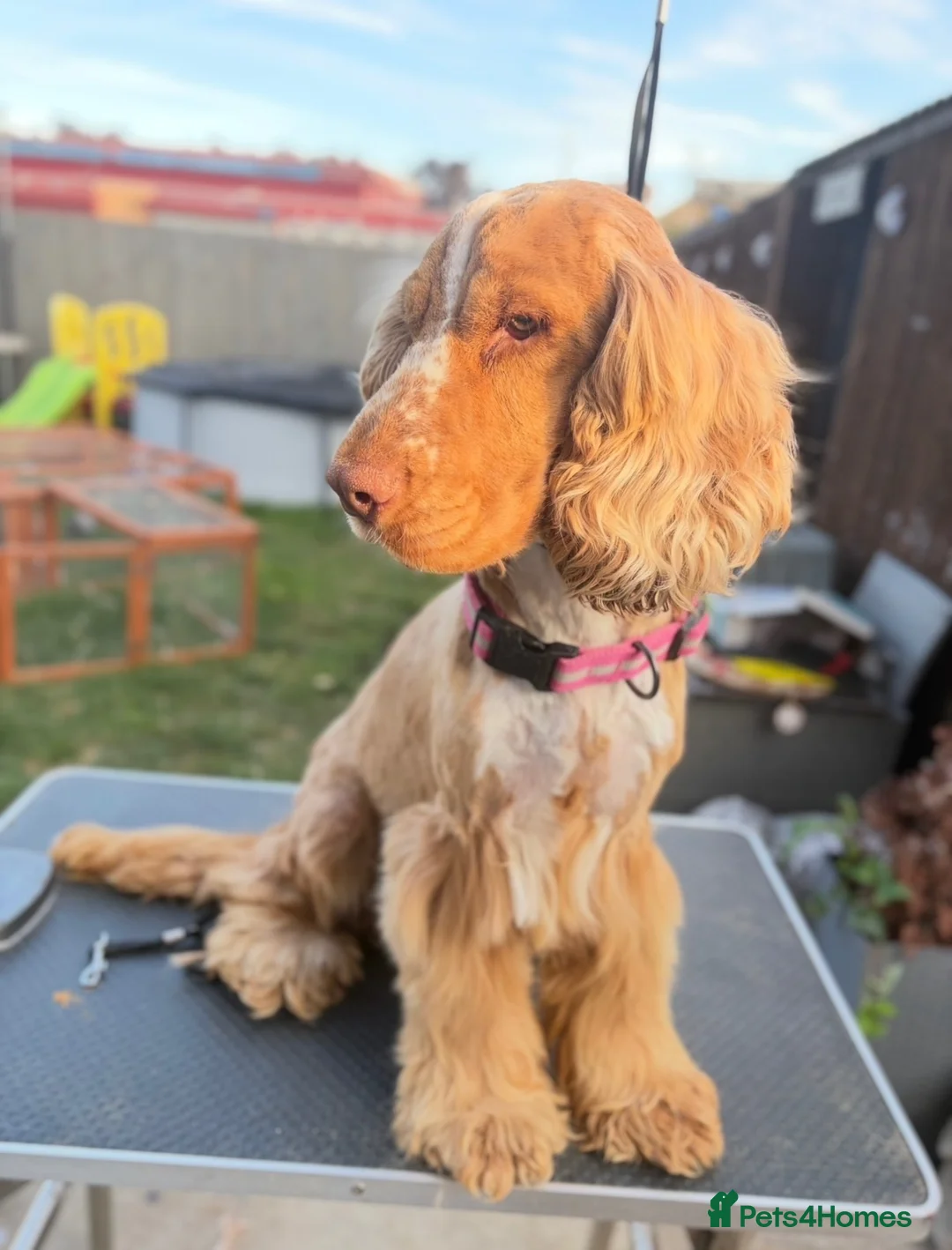 Cocker Spaniel dogs for sale: KC REG SHOW COCKER SPANIEL  - Advert 2