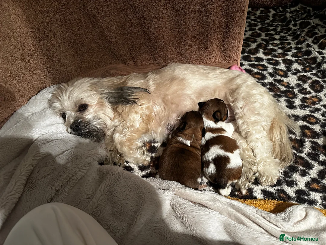 Lhasa Apso dogs for sale: KC Lhasa also Puppys  - Advert 1
