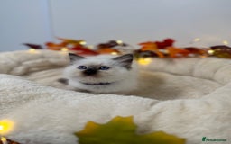 Ragdoll cats for sale: Adorable Ragdoll Kittens - GCCF registered - Image 6